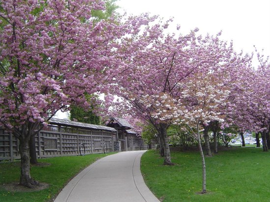 Mùa Hè ở công viên Kariya Park, thành phố Mississauga​-Canada